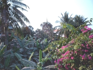 4SR BK SIMG1297 mooie planten bij toegangsweg tempel Bakong
