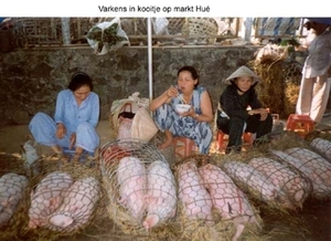 4HU I Hué markt varkens in kooi