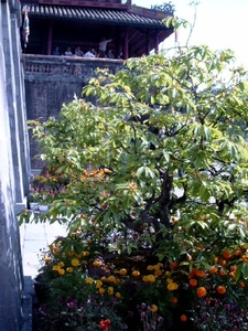 4HU SIMG1482 Appelsienen boom ingang purperen stad Hué