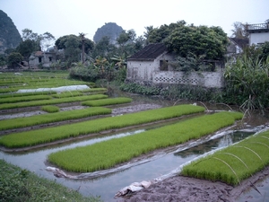 6YN SIMG1602 zaaiibed met rijst bij Jadepagode VD YEN