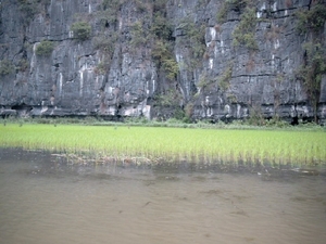 6YN SIMG1638 rots en rijstvelden bij YEN-rivier