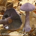 Cortinarius-violaceus-Violette-gordijnzwam-MH20101007_027847-6-Ap