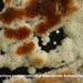 Physisporinus-sanguinolentus-Bloedende-buisjeszwam-MH20101007_027
