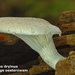 Pleurotus-dryinus-Schubbige-oesterzwam-MH20101007_027761-6-Ag
