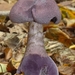 Cortinarius-violaceus-Violette-gordijnzwamMH_20101007_027860-6-Ag