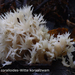 Clavulina-coralloides-Witte-koraalzwam-MH20100915_026693-6-Ap