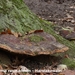 Ganoderma-resinaceum-Harslakzwam-MH20101118_028546-6-Ap