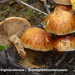 Pholiota-highlandensis-Brandplekbundelzwam-MH20101105_028400-6-Ag