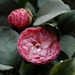 0-                   camellia (Medium)