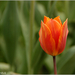 Tulp2