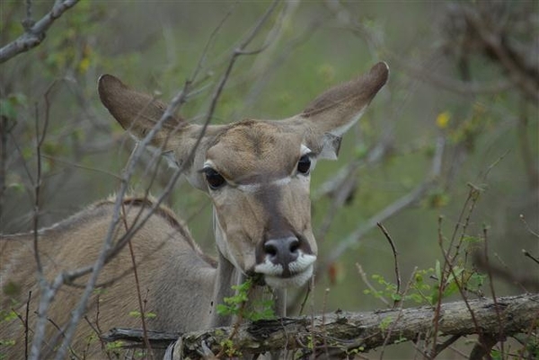 011 Kudu vrouwtje