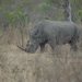 016 White (wide) Rhino