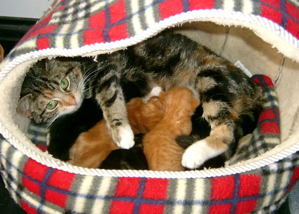 Cheerio met haar katjes