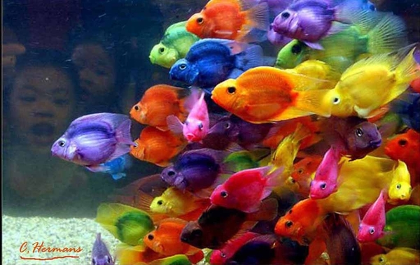 het aquarium  70  bij  90 cm (verkocht)