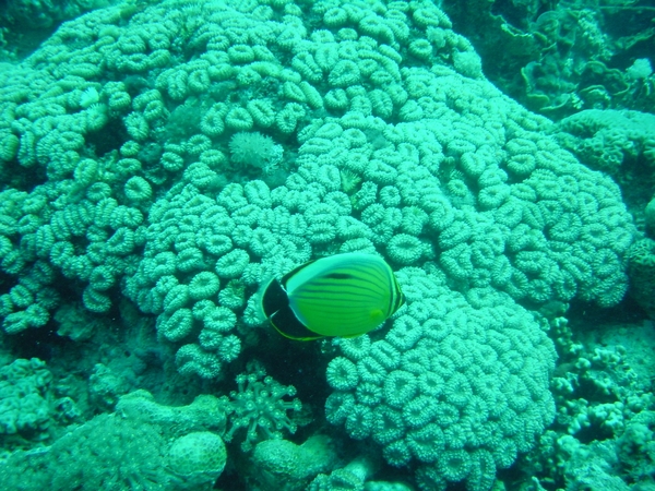 1b Rode Zee _koraal en kleurrijke vissen 4