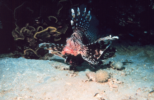 1b Rode Zee _koraal en kleurrijke vissen 6