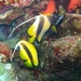 1b Rode Zee _koraal en kleurrijke vissen