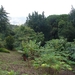 0809 Madeira - 123 - Palheiro Gardens Funchal