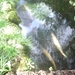 0809 Madeira - 306 - Jardim Tropical Monte Palace (Funchal)