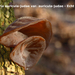 Auricularia-auricula-judae-var-auricula-judae_Echt-judasoor_MH201