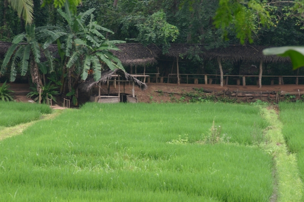 Matale - rijstvelden