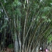 Kandy - botanische tuinen - bamboe
