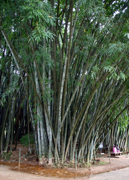 Kandy - botanische tuinen - bamboe