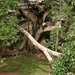 Ficus benjamina - 140 jaar - 1900 m !!!
