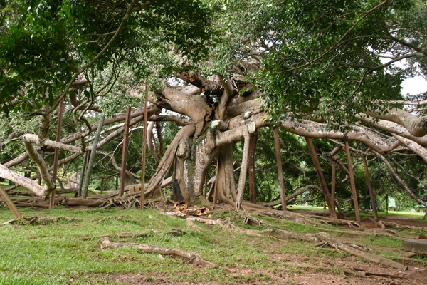 Ficus benjamina - 140 jaar - 1900 m !!!