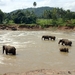 Pinnawela - olifantenweeshuis