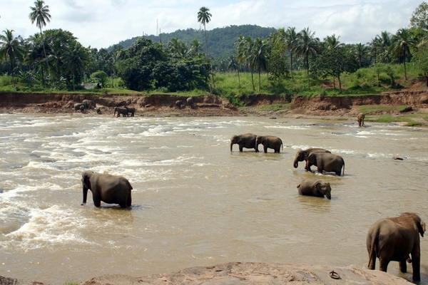 Pinnawela - olifantenweeshuis