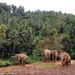 Pinnawela - olifantenweeshuis - ca 60 olifanten