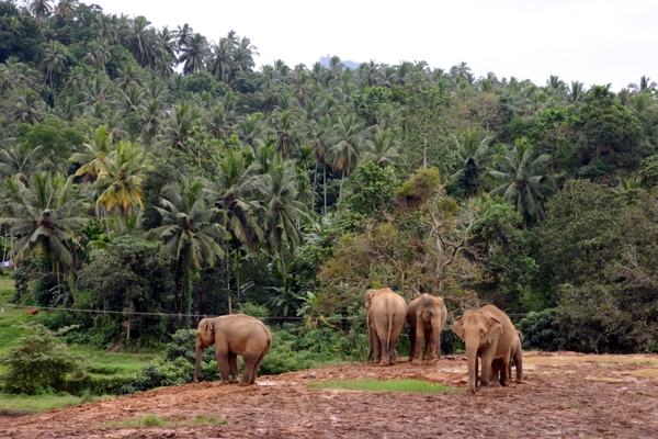 Pinnawela - olifantenweeshuis - ca 60 olifanten