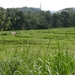 Pinnawela - rijstveld
