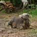 Pinnawela - waterbuffel
