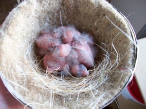 Nest jonge noorse Goudvinken