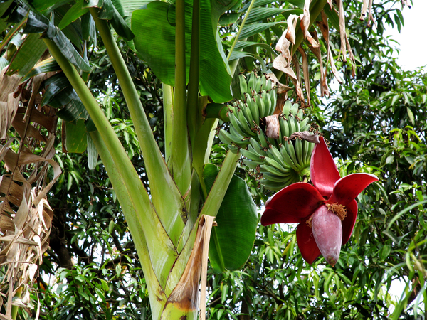 BLOEM EN VRUCHT AAN DE BANANENPLANT