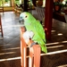297  Papegaai, Pantanal