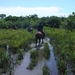 407  C Paardentocht, Pantanal
