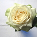 IMG_1960 Witte roos