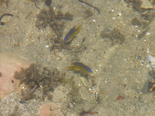 kleurrijke visjes in zee te Boipeba