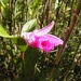 orchideen in de Chapada Diamantina