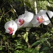 orchideen in de Chapada Diamantina