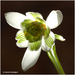 Galanthus---sneeuwklokje_MH20110218_029740-6