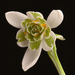 Galanthus---sneeuwklokje_MH20110218_029731-6