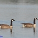 Canadese Gans_0936