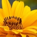 Sunflower-20080706_2261