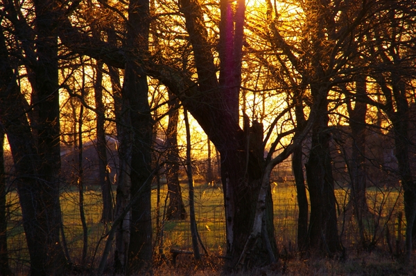 Gouden zon door de bomen
