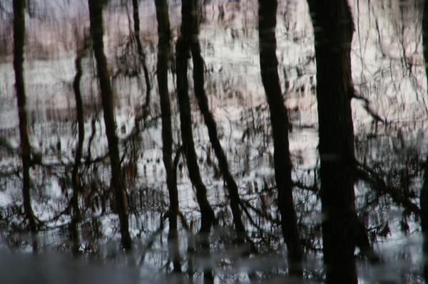 Schaduw bomen in het water met ijs