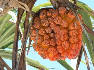 Detail foto van de vrucht